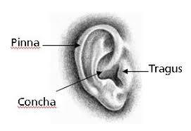 Ear diagram: highlighting where the Pinna, Concha, and Tragus are located