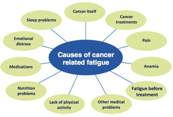 Diagram of causes of cancer related fatigue