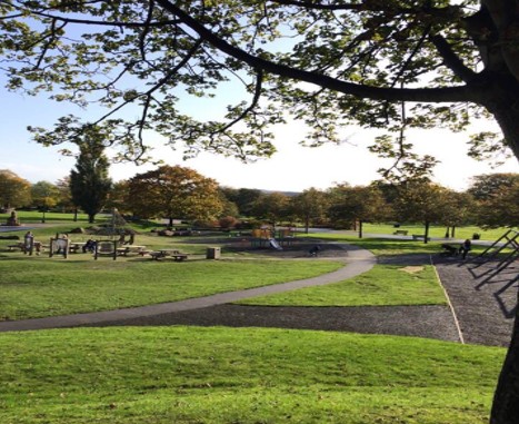 park scenary with trees and grass