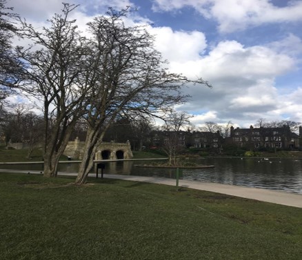 tree and grass with a path