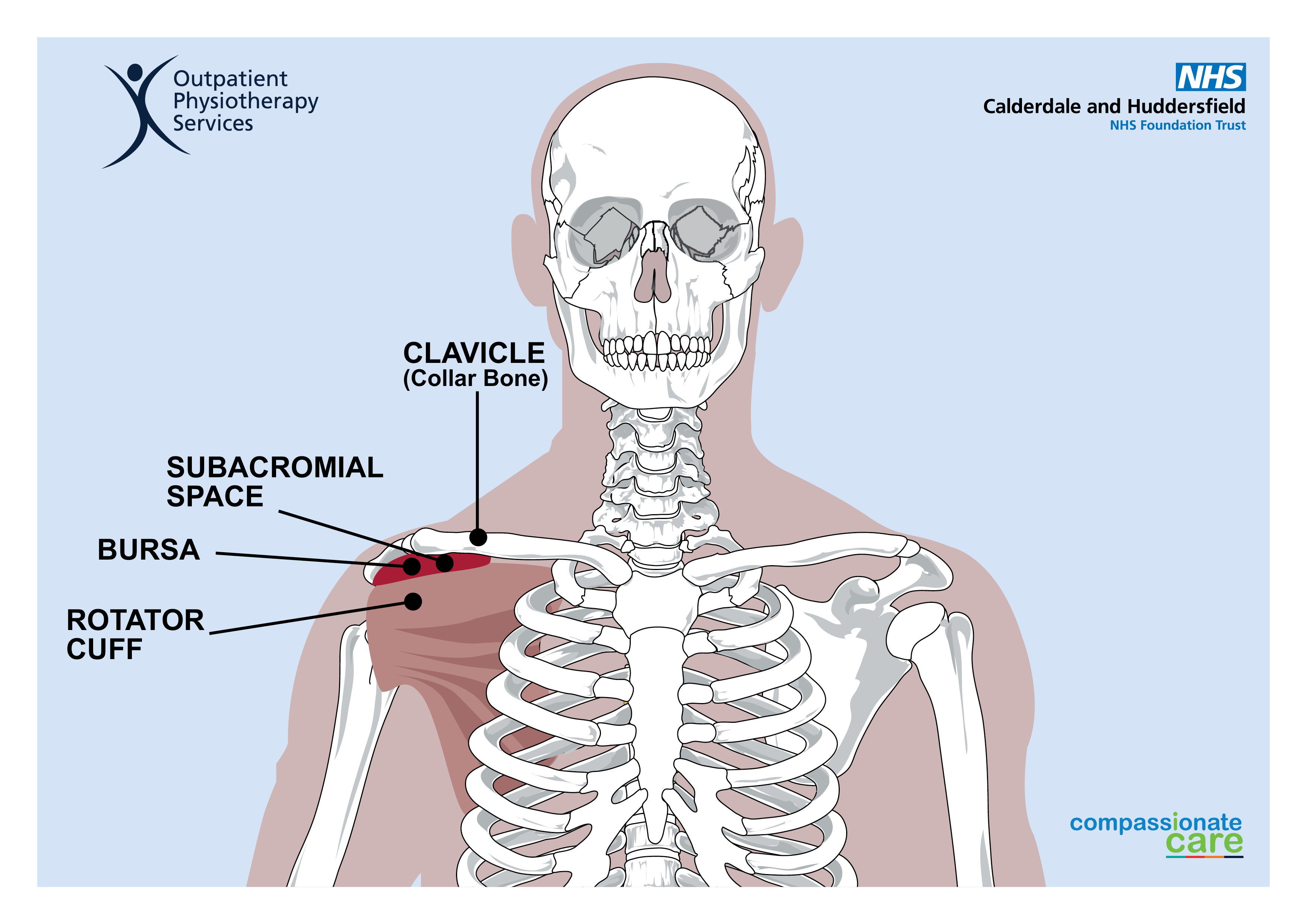 Human Skeleton along with a diagram showing parts of the shoulder