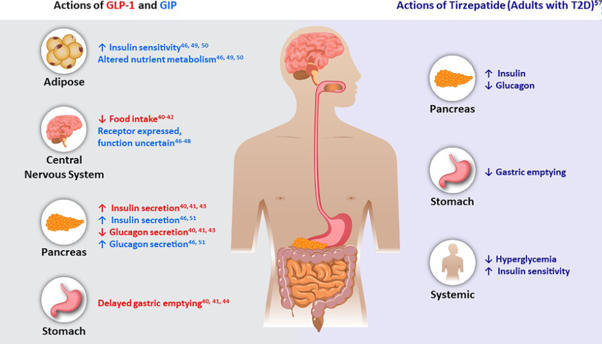 Diagram comparing actions of GLP-1 and GIP versus Tirzepatide on organs related to metabolism, including adipose tissue, central nervous system, pancreas, stomach, and systemic effects. Key details highlight increased insulin sensitivity and altered nutrient metabolism by GLP-1 and GIP, with decreased food intake and delayed gastric emptying, while Tirzepatide shows increased insulin and decreased glucagon in pancreas, reduced gastric emptying, and improved systemic insulin sensitivity.